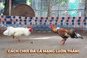 Hướng Dẫn Cách Chơi Đá Gà Sabong B52Club Cho Người Mới Thắng Lớn​