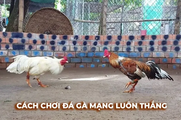 Hướng Dẫn Cách Chơi Đá Gà Sabong B52Club Cho Người Mới Thắng Lớn​
