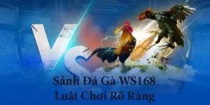 Cách Chơi Đá Gà WS168 Tại B52Club Hiểu Kèo Chuẩn Chọn Trận Hiệu Quả